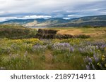 Beautiful view of the canyon near the Columbia River in the summer. Flowering time for wild plants. Rowena Crest, Oregon, USA