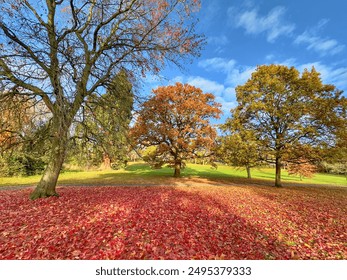 A beautiful view of a carpet of red leaves on the ground with trees in autumn colours at Lake Meadows park, Billericay, Essex, England, UK. - Powered by Shutterstock