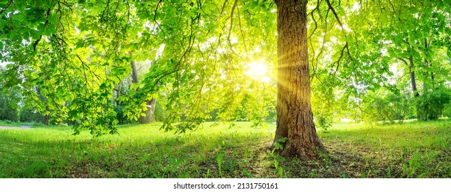 Beautiful view of the chestnut tree in the natural park in spring. - Powered by Shutterstock