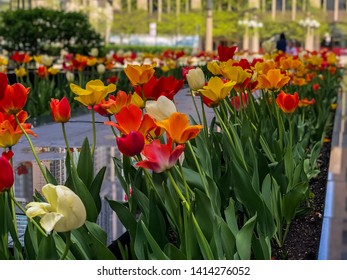 Imagenes Fotos De Stock Y Vectores Sobre Chicago Spring Tulips