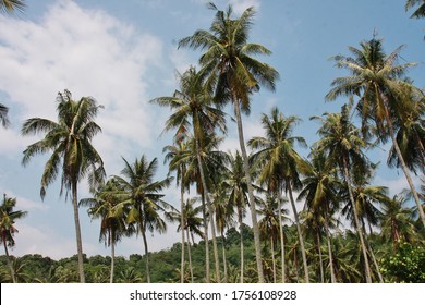 Pokok