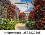 Beautiful view of colorful flowers in Flora park, Cameron highlands, Malaysia.