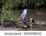 A beautiful view of common night heron on a tree branch by the lake