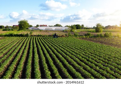 A beautiful view of countryside landscape of the potato fields of southern Ukraine. A farmer on a tractor cultivates a potato plantation. Agroindustry and agribusiness. Agriculture and agro industry - Shutterstock ID 2014961612