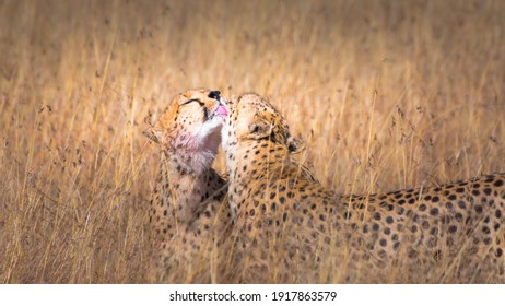 697 Cheetah couple Images, Stock Photos & Vectors | Shutterstock