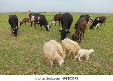 Beautiful view of cows, calves and lambs are enjoying green grass. - Shutterstock ID 699103375