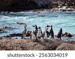 A beautiful view of cute and unique african penguins walking at the Boulders Beach near the Cape Town