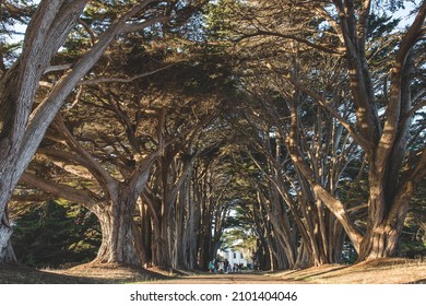 A beautiful view of Cypress tree tunnel  in Point Reyes National Seashore
