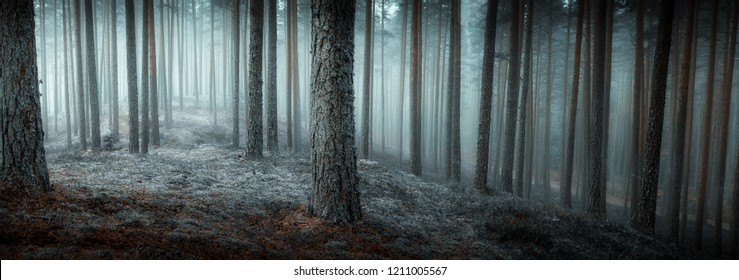 beautiful view of dark mystical forest, good background