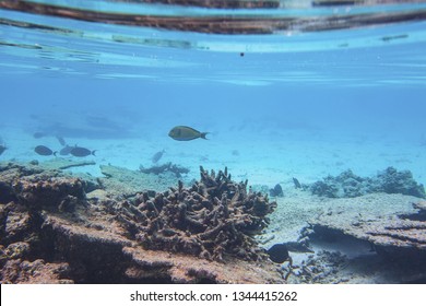 Beautiful View Of Dead Coral Reefs. Underwater World. Maldives, Indian Ocean, Snorkeling. Beautiful Nature Background.