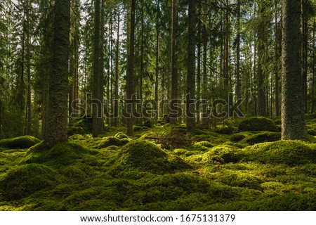 Beautiful view of an elvish fir and pine forest in Sweden, with a thick layer of green moss covering rocks on the forest floor and some sunlight shining through the branches