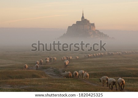 Beautiful view of the famous and historic tidal island of Le Mont Saint-Michel with sheep grazing on fresh green grass fields with early morning lights, in summer, Normandy, Northern France