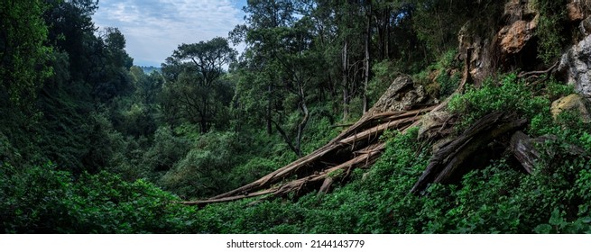 A beautiful view from the famous Kitum cave entrance to the surrounding tropical forest of Mount Elgon National Park in Kenya. Mount Elgon vlei rats (Otomys jacksoni) can be seen on a tree trunk. - Powered by Shutterstock