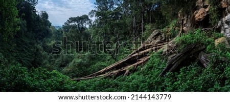 A beautiful view from the famous Kitum cave entrance to the surrounding tropical forest of Mount Elgon National Park in Kenya. Mount Elgon vlei rats (Otomys jacksoni) can be seen on a tree trunk.