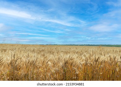Beautiful view of a field with ripe spikelets of wheat and a contrasting sky. The symbol of Ukraine is the golden fields of wheat and the blue sky above them. Concept of the wealth of Ukrainian lands