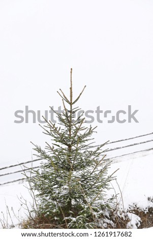 Similar – Image, Stock Photo Christmas (Rest) Winter