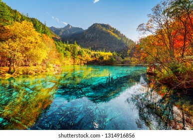 Beautiful view of the Five Flower Lake (Multicolored Lake) with azure water among fall woods in Jiuzhaigou nature reserve (Jiuzhai Valley National Park), China. Submerged tree trunks at the bottom.