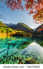 Beautiful view of the Five Flower Lake (Multicolored Lake) among autumn woods in Jiuzhaigou nature reserve (Jiuzhai Valley National Park), China. Submerged tree trunks are visible in azure water.