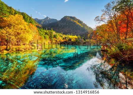 Beautiful view of the Five Flower Lake (Multicolored Lake) with azure water among fall woods in Jiuzhaigou nature reserve (Jiuzhai Valley National Park), China. Submerged tree trunks at the bottom.