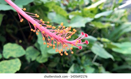 A Beautiful View Of Flower's Gynoecium 