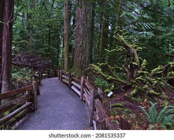 Beautiful view of footpath leading through Cathedral Grove with old Douglas fir trees and moss-covered roots of a dead tree in MacMillan Provincial Park, British Columbia, Canada in autumn season.