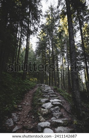beautiful view in forest 
green forest 
pathway
beautiful nature
#greenaesthetic2022 #nature #landscape #view #road #path #outdoorshooting #greenforest #greencolor #