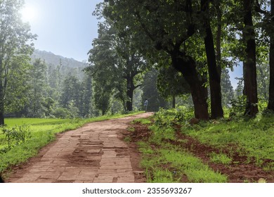 Beautiful view of forest path.