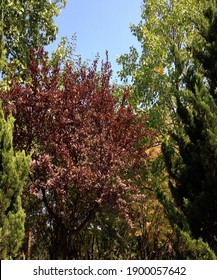 Beautiful View Of The Forest Tress And The Blue Sky