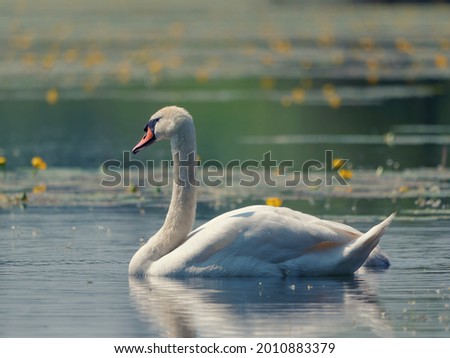 A beautiful view of a graceful whiteswan floating in the lake
