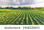 beautiful view in a green farm field with rows of rural plants and vegetables with amazing sunset or sunrise on background of agricultural landscape