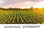 beautiful view in a green farm field with rows of rural plants and vegetables with amazing sunset or sunrise on background of agricultural landscape