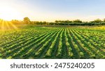 beautiful view in a green farm field with rows of rural plants and vegetables with amazing sunset or sunrise on background of agricultural landscape