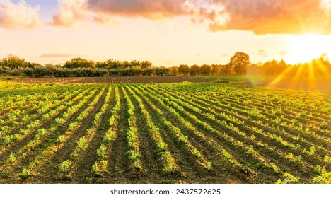 beautiful view in a green farm field with rows of rural plants and vegetables with amazing sunset or sunrise on background of agricultural landscape - Powered by Shutterstock