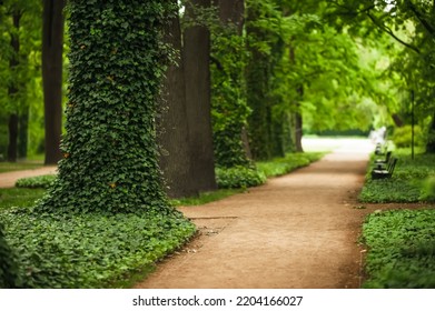 Beautiful view of green park with ivy plant and pathway. Space for text