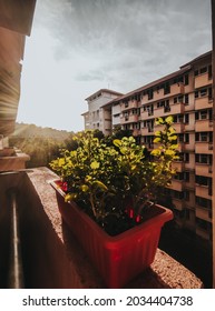 Beautiful View Of Green Plant At The College In University Of Malaya.