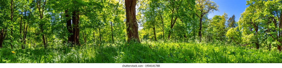 Beautiful view of the green spring forest. Fresh foliage in the woods in nature with beautiful sunlight