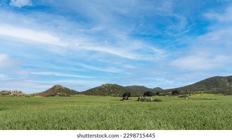 A beautiful view of growing wheat field in Menifee, Califronia.