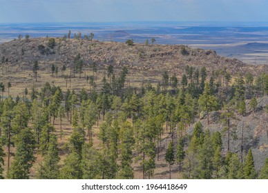 Beautiful View Of The High Altitude In Apache Sitgreaves National Forest On The White Mountains, Arizona