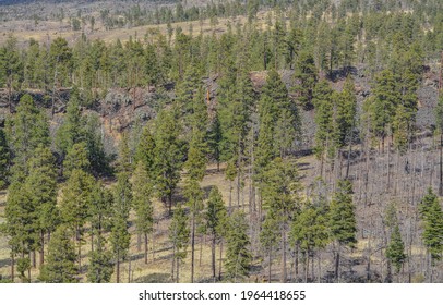 Beautiful View Of The High Altitude In Apache Sitgreaves National Forest On The White Mountains, Arizona