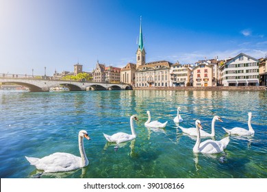 Beautiful view of the historic city center of Zurich with famous Fraumunster Church and swans on river Limmat on a sunny day with blue sky, Canton of Zurich, Switzerland