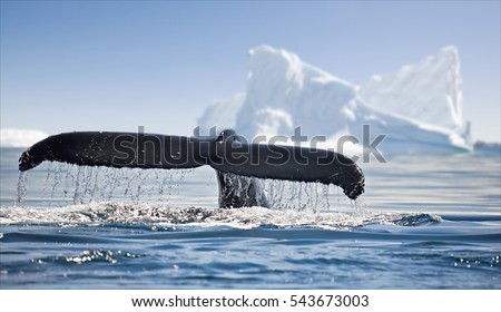 Beautiful view of icebergs and whale in Antarctica
