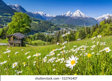 Beautiful view of idyllic mountain scenery in the Alps with traditional old mountain chalet and fresh green meadows with blooming flowers on a sunny day with blue sky in springtime