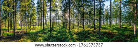 Beautiful view from inside of Swedish forest through green forest trees under Sun rays. Scenic background picture of Scandinavian summer nature.