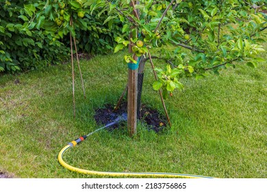 Beautiful view of irrigation hose on green grass lawn watering apple tree.  - Shutterstock ID 2183756865
