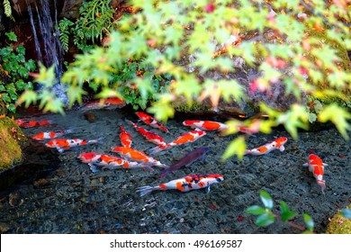 A Beautiful View Of Japanese Koi Carp Fish In A Lovely Pond & Colorful Maple Leaves In A Garden In Kyoto Japan ~ A Brilliant Image Of Chinese Fancy Carp Fish Swimming Merrily Under Fall Foliage