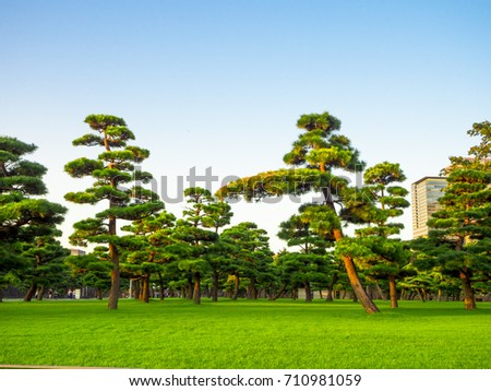 Beautiful view of japanesse trees in Hibiya park in Tokyo, Japan