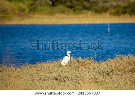 Beautiful  view of Korission Lake Lagoon landscape, Corfu island, Greece with white egret heron bird flock, Ionian sea beach and mountains in a summer sunny day
