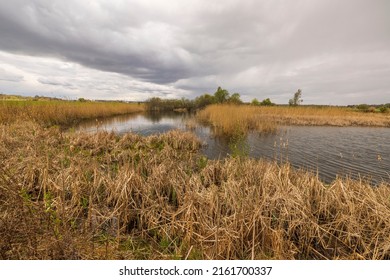 Beautiful view of lake with dry tall grass on cloudy spring day against backdrop of clouds. Sweden.