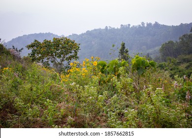 Beautiful View Of The Landscape Along The Shevaroy Hills, Yercaud, India