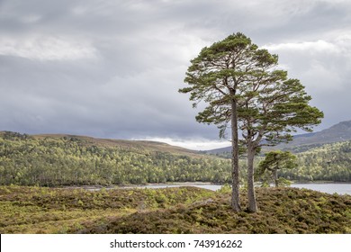 Beautiful View Of Landscape With Two Old Pines Near Loch Affric